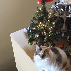 Meet your Posher, Natalie